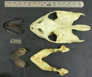 Media type: image; Herpetology R-1597